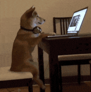 youtube dog