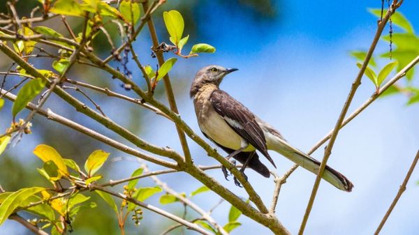 Free Song for May: "Listen to the Mocking Bird"