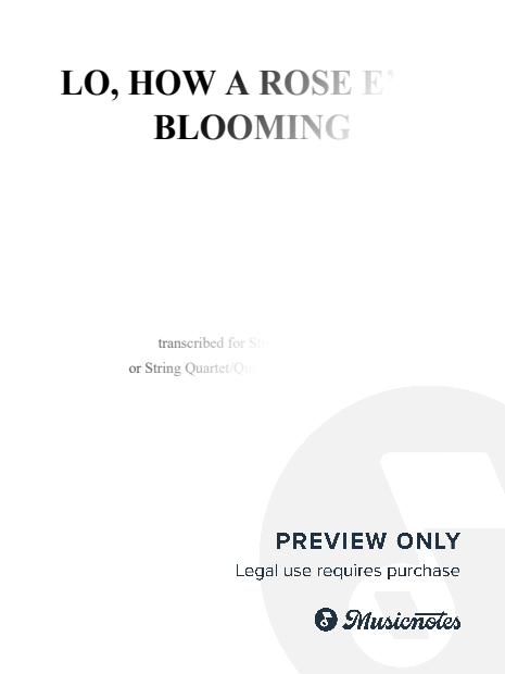 Lo, How a Rose E’er Blooming